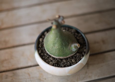 アデニア　グラウカ　Adenia glauca