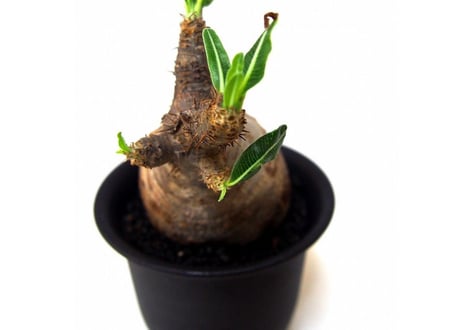 Pachypodium Gracilius パキポディウム  グラキリス  №5  little