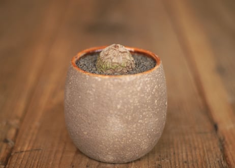 亀甲竜 Dioscorea elephantipes ミニ