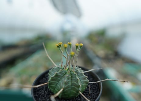 ユーフォルビア　バリダ　Euphorbia valida