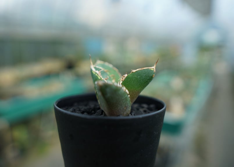 アガベ チタノタ 鬼爪雪峰 Agave titanota “Onitsume Yukimin