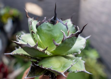 Agave ハデス 黒獄 A NO.1