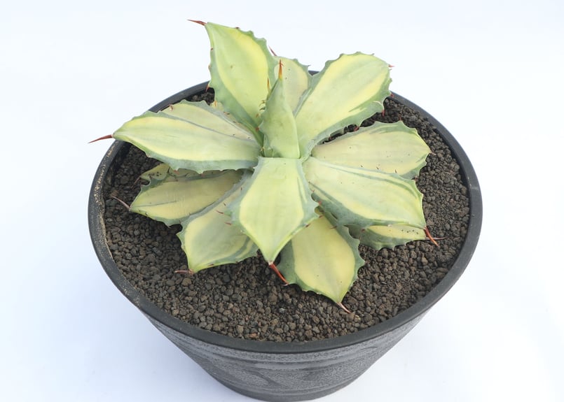 アガベ イシスメンシス錦 楊貴妃 | mana's green:塊根植物販売 アガベ イシスメンシス錦 楊貴妃 | mana's green:塊根植物販売