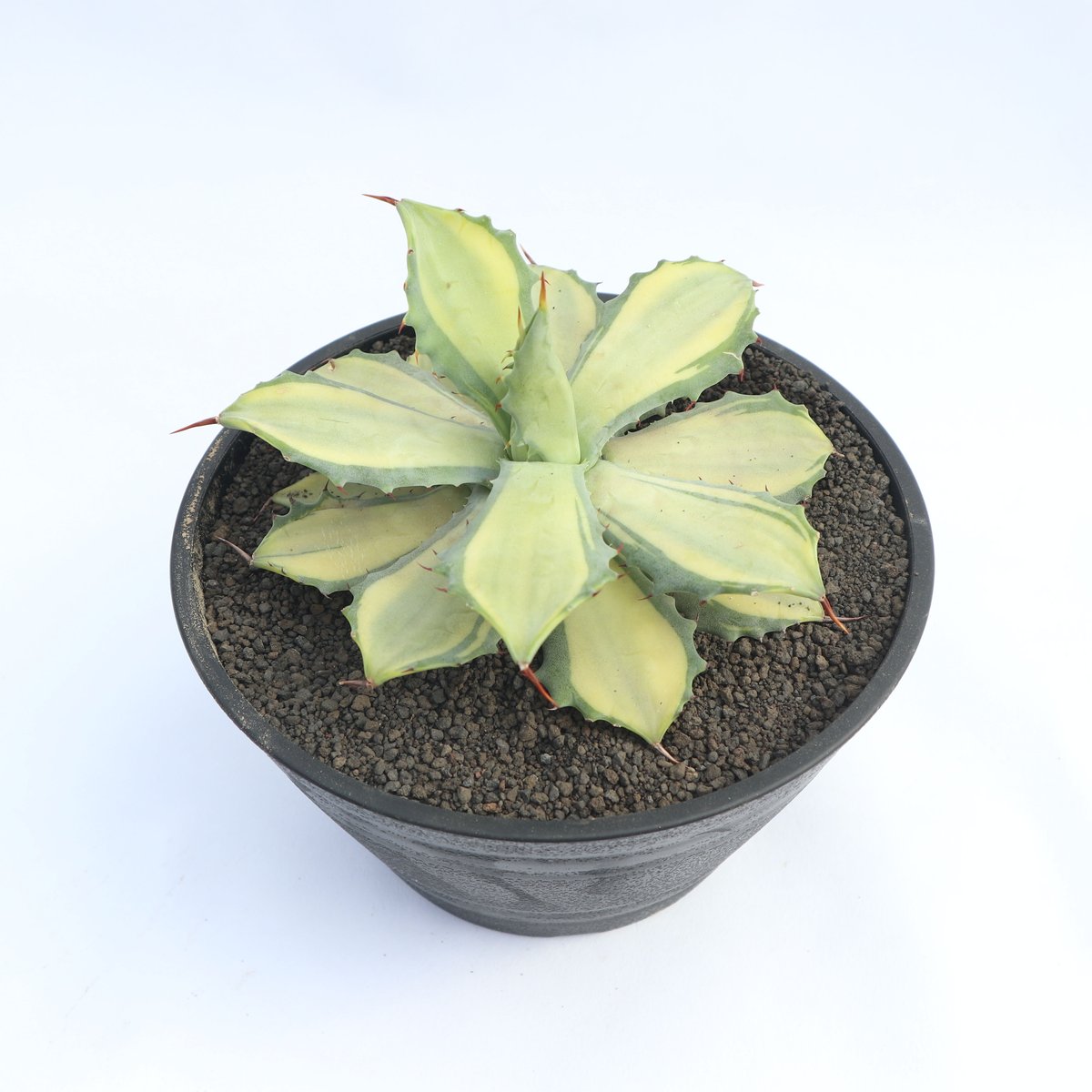アガベ イシスメンシス錦 楊貴妃 | mana's green:塊根植物販売 アガベ イシスメンシス錦 楊貴妃 | mana's green:塊根植物販売