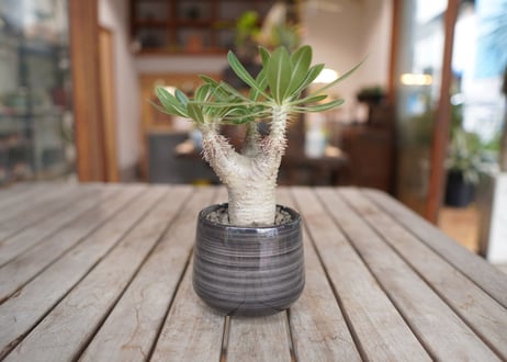 パキポディウム ホロンベンセ　Pachypodium　 horombense
