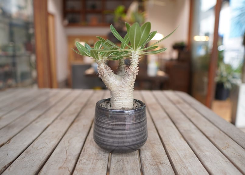 パキポディウム ホロンベンセ Pachypodium horombense | mana's パキポディウム ホロンベンセ Pachypodium horombense | mana's