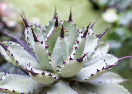 Agave macroacantha x Potatorum　大　超短葉