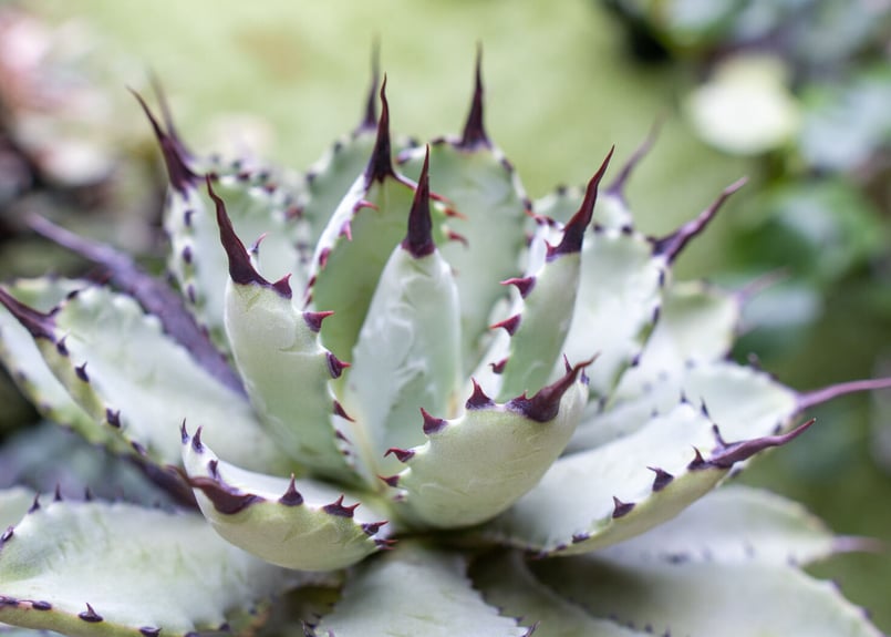 Agave macroacantha x Potatorum 大 超短葉 | mana's f