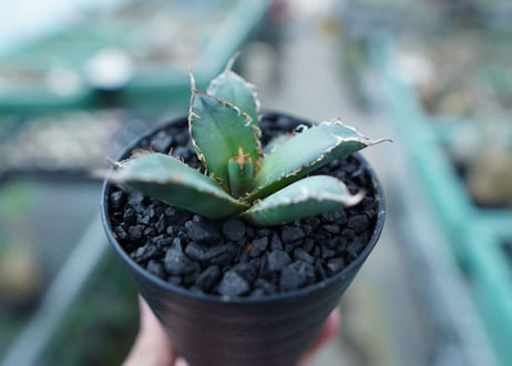 アガベ　チタノタ　FO-76　Agave titanota  FO-76　No.20