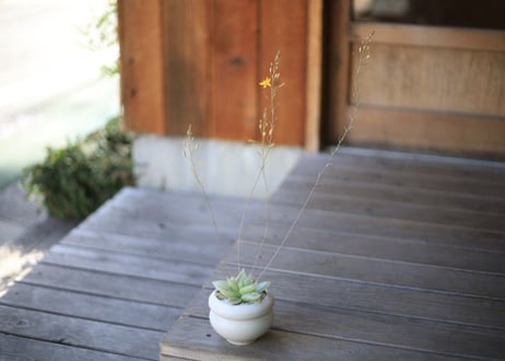 ハオルチア　Haworthia