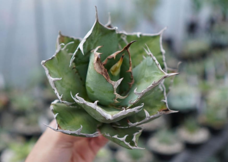 シュン0211　チタノタ　ドライガーデン　地植え　耐寒性アガベ シュン0211様専用 チタノタ ドライガーデン 地植え 耐寒性アガベ