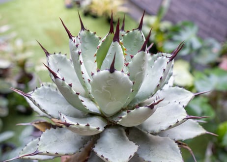 Agave macroacantha x Potatorum 中 NO.3 (G)