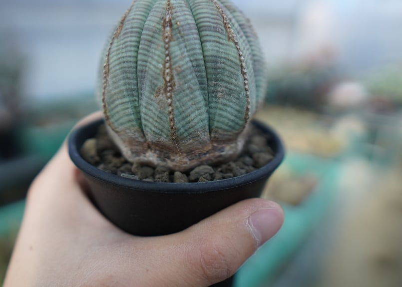 激レア 3頭 希少 ユーフォルビア オベサ Euphorbia obesa 選抜 激レア 3頭 希少 ユーフォルビア オベサ Euphorbia obesa 選抜