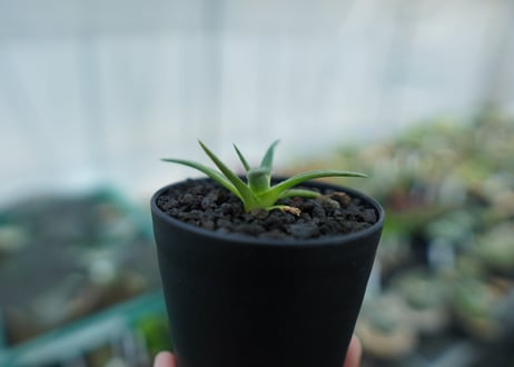 ディッキア　ムーングロー　Dyckia brevifolia  Moon Glow　No.3