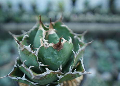 アガベ　チタノタ　白鯨　Agave titanota White whale　NO.1