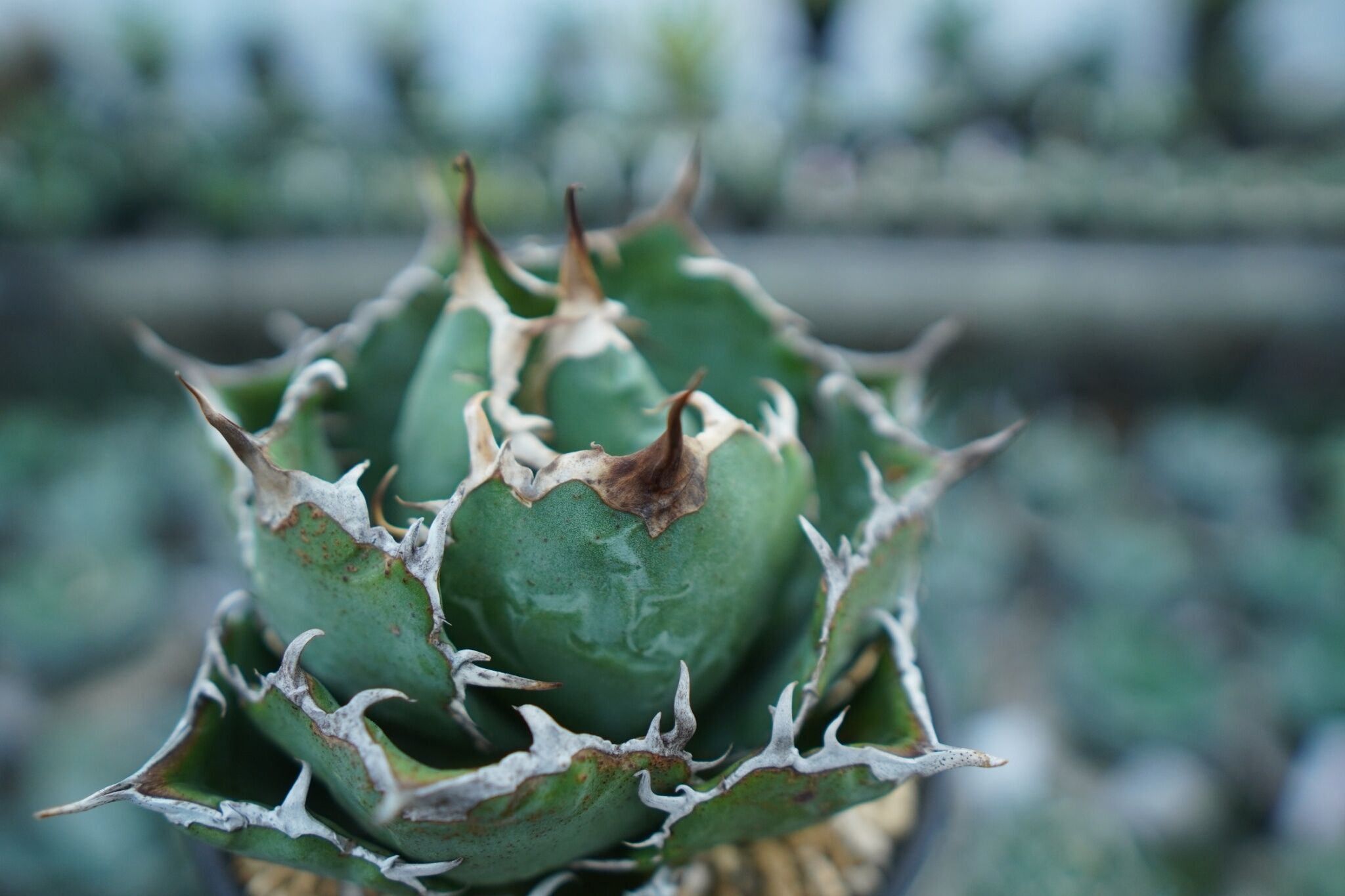 アガベ チタノタ 白鯨 Agave titanota White whale NO.1 | m