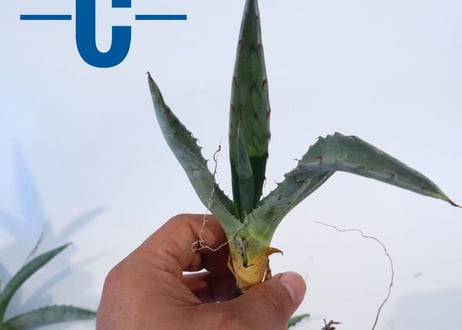 Agave asperrima x gentryi 'Jaws'