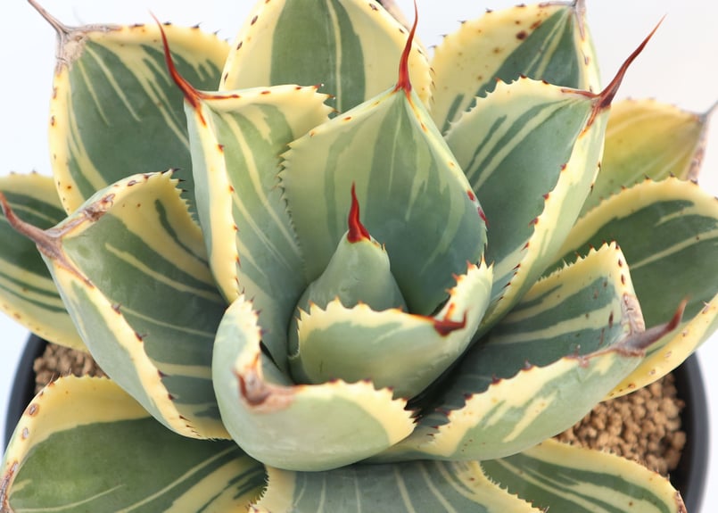 No.4 アガベ ートランカータ ライムストリーク 美株 No.43 アガベ