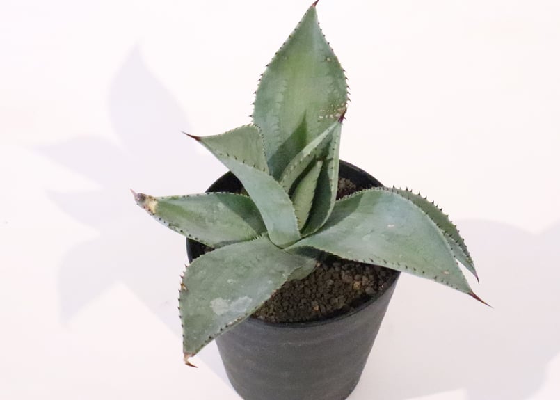 アガベ ドラゴントゥース | mana's farm:塊根植物・アガベ・ドライ