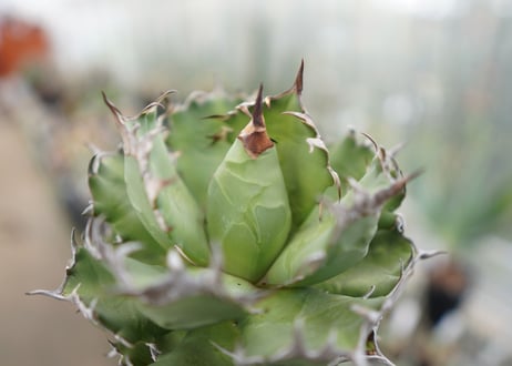 Agave titanota FO-76  I dwarf   (G)