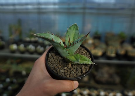 アガベ　チタノタ　Agave Titanota