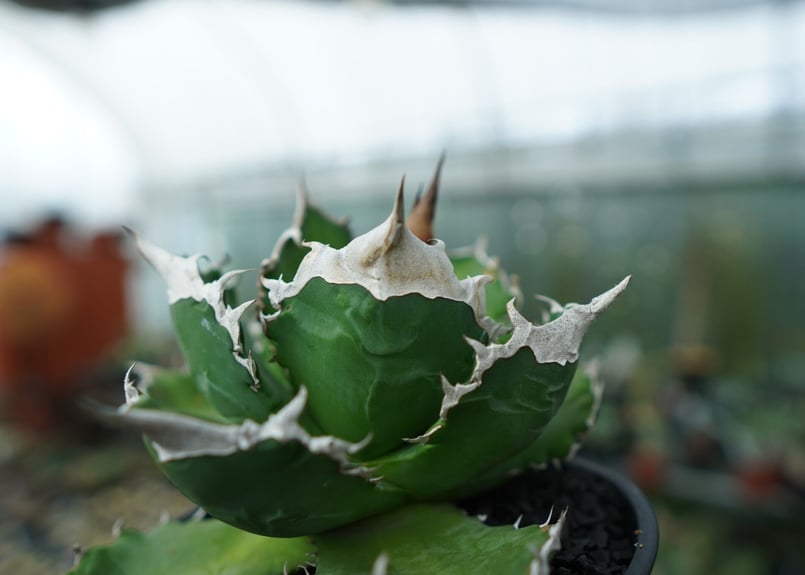 アガベ チタノタ 白火焔 agave titanota white fire | mana's