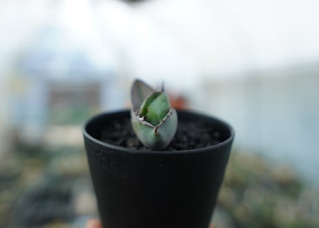 アガベ　チタノタ　 ブラックアンドブルー 　Agave titanota black and blue　No.3