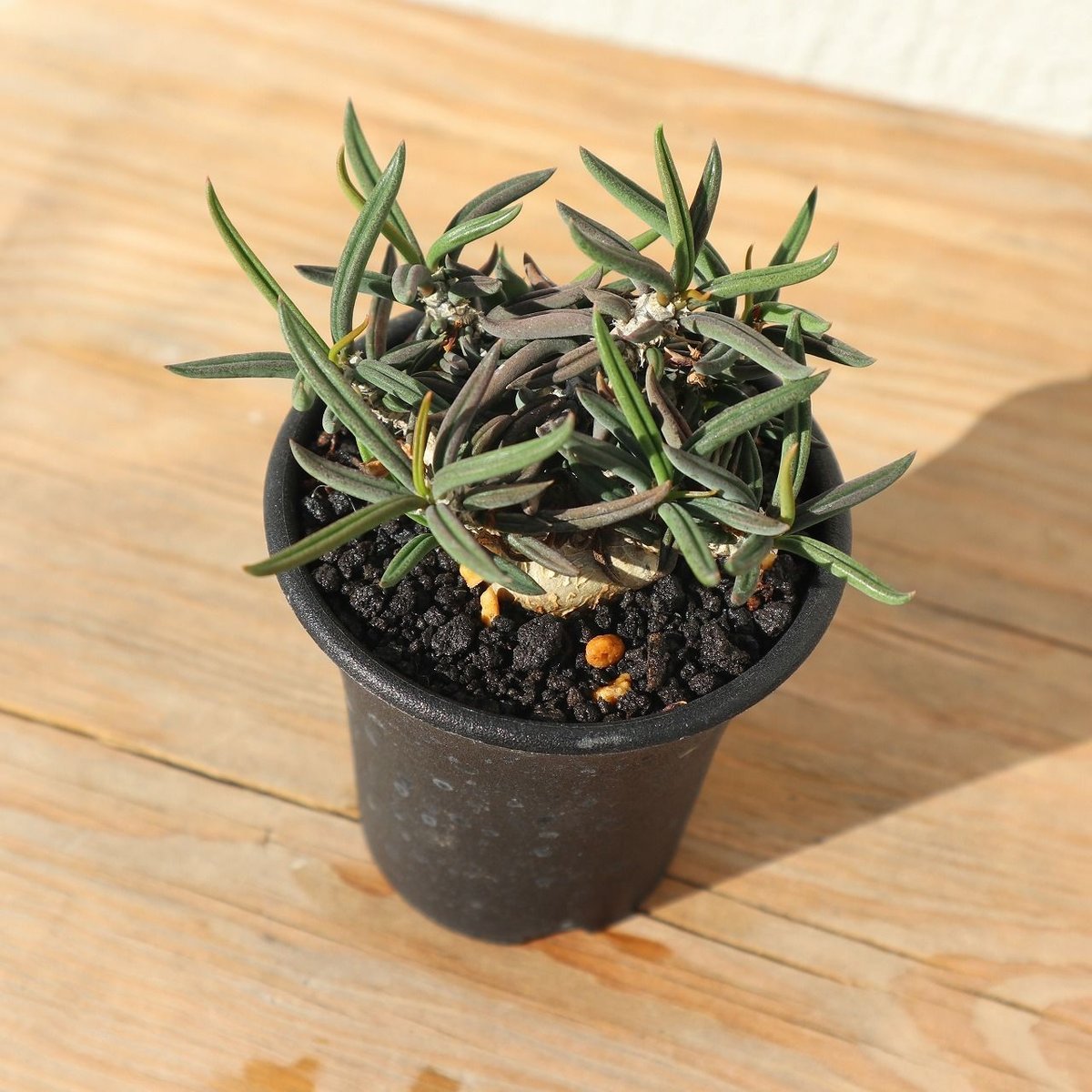 希少大型株、キリンドリフォリア！① fit=scale-down,w=1200