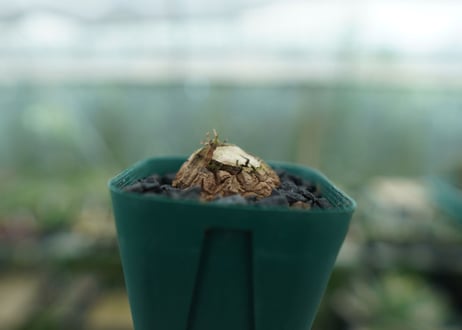 亀甲竜　Dioscorea elephantipes　No.6