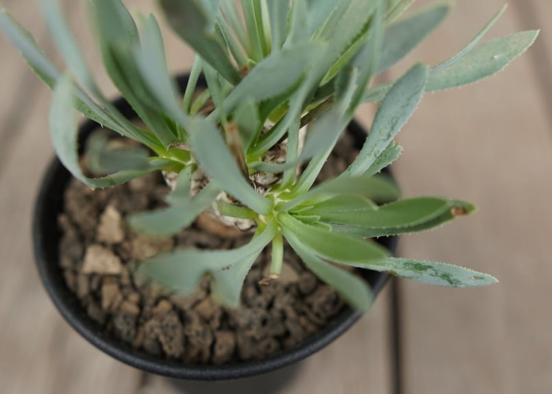 オトンナ レトロルサ Othonna retrorsa | mana's farm:塊根植物・