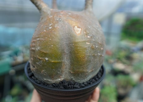 パキポディウム　グラキリス　 Pachypodium Gracilius  No.3