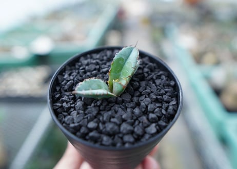 アガベ　チタノタ　 ブラックアンドブルー 　Agave titanota black and blue　No.19