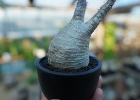 【未発根】パキポディウム　グラキリス　 Pachypodium Gracilius  No.24