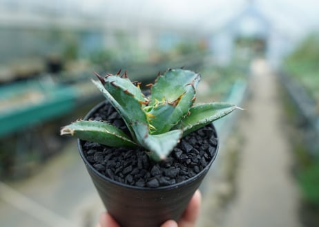 アガベ　チタノタ　 ブラックアンドブルー 　Agave titanota black and blue　No.3