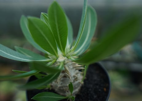 パキポディウム　恵比寿大黒　Pachypodium Densicaule　No.4