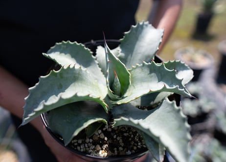 Agave Mr Ripple