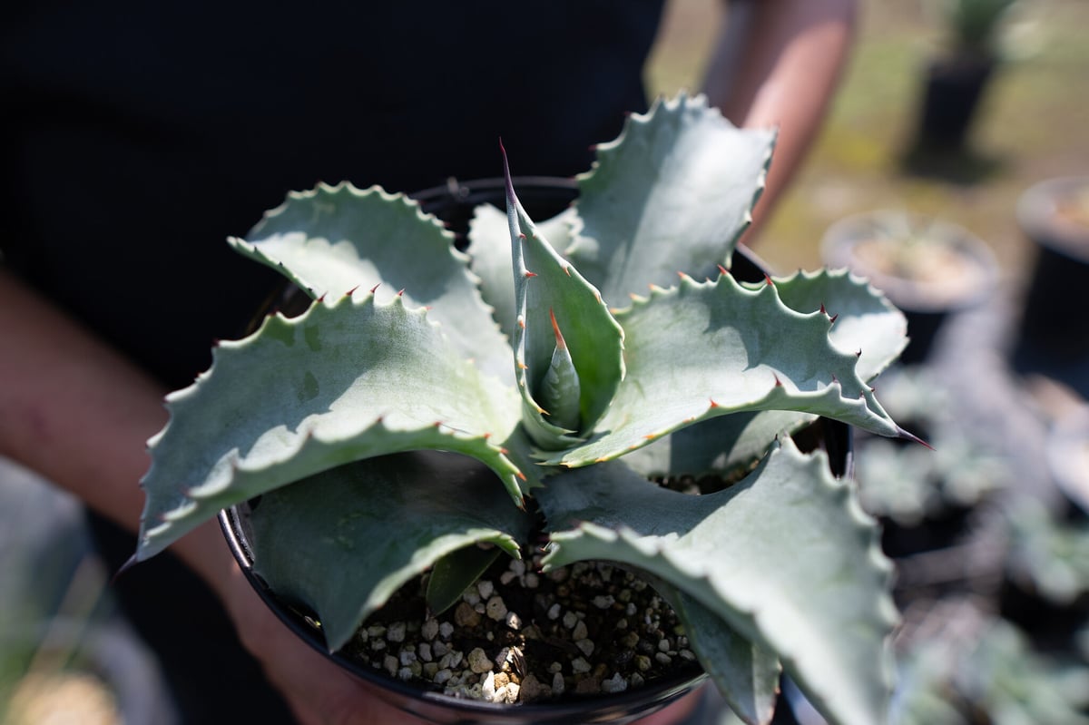 Agave Mr Ripple | mana's green:塊根植物販売|マナズグリーン