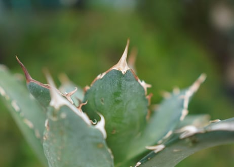 Agave titanota 白鯨 D NO.5