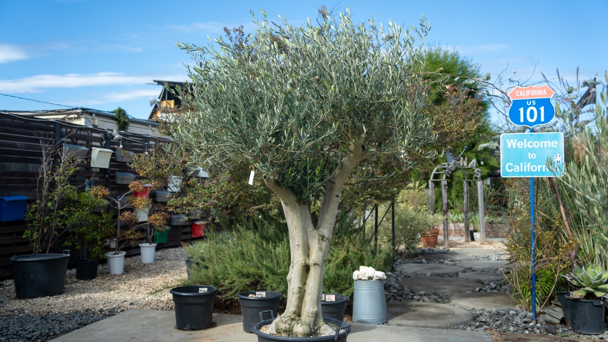 motto kuma ヘキサ　ダークオリーブ　dark olive オリーブ デ オリーブ OLIVE des OLIVE しっぽゆるキャラT