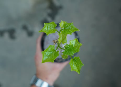 ゲラルダンサス　マクロリザス　Gerrardanthus Macrorhizus