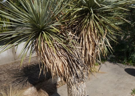 ユッカ　ロストラータ　ヒドラ　yucca rostrata　NO.2