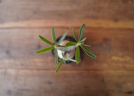 パキポディウム　グラキリス　 Pachypodium Gracilius