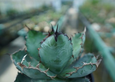 アガベ　チタノタ　 ブラックアンドブルー 　Agave titanota black and blue　No.5