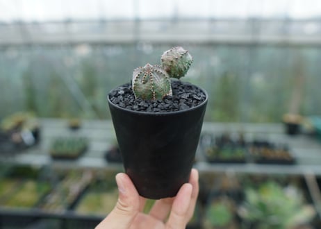 ユーフォルビア　オベサブロー　Euphorbia ObesaBlow  No.2