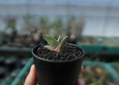 アガベ　チタノタ　白鯨　Agave titanota White whale　 A18