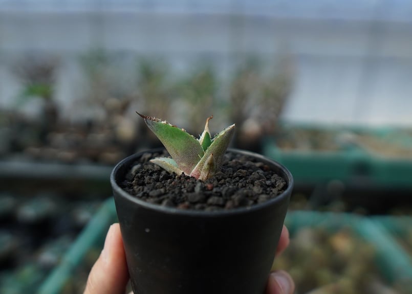 アガベ チタノタ 白鯨 Agave titanota White whale A18 | m