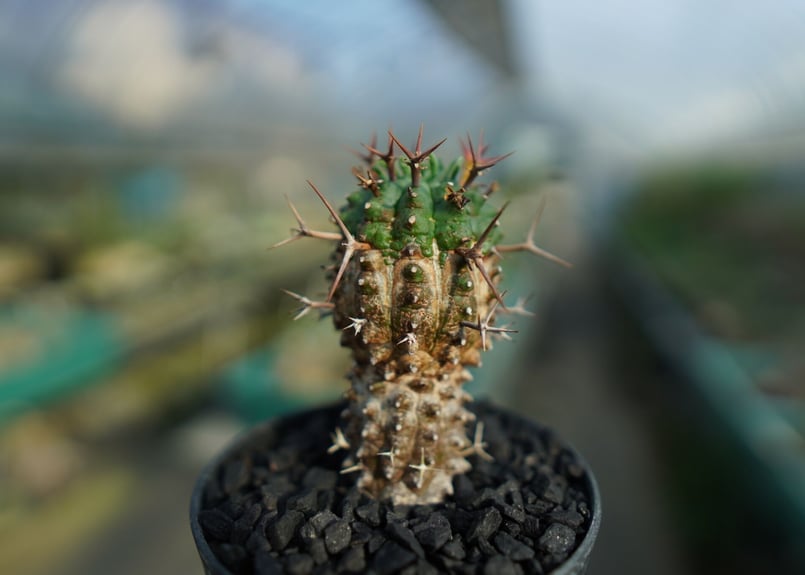 ユーフォルビア 群星冠 2（♂株） ユーフォルビア 群星冠 Euphorbia stellispina No.2 | mana'