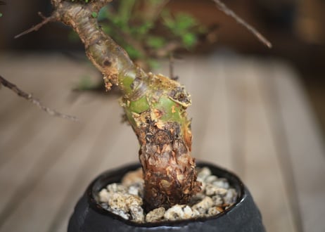 コンミフォラ　Commiphora