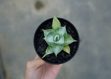 アガベ　王妃雷神錦　Agave　“Ohi Raijin Nishiki ”