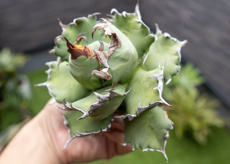 Agave titanota dwarf 姫厳龍 A NO.3   (G)